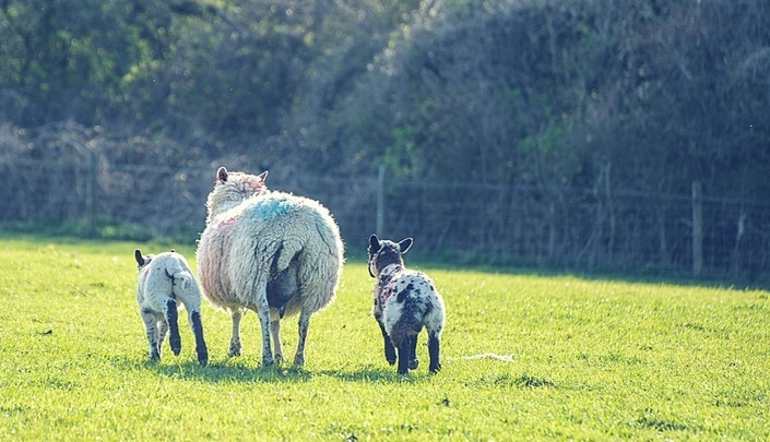 Negotiating your home loan? Don’t be sheepish!